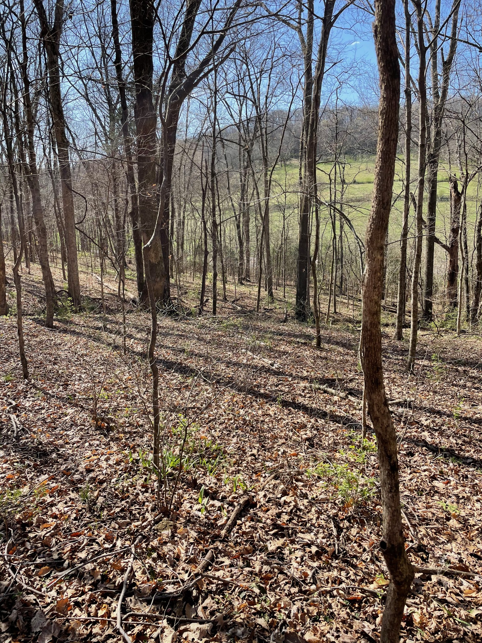 2057 Hillsboro Road Franklin, TN 37069 - Photo 15 of 27 a view of a yard with trees