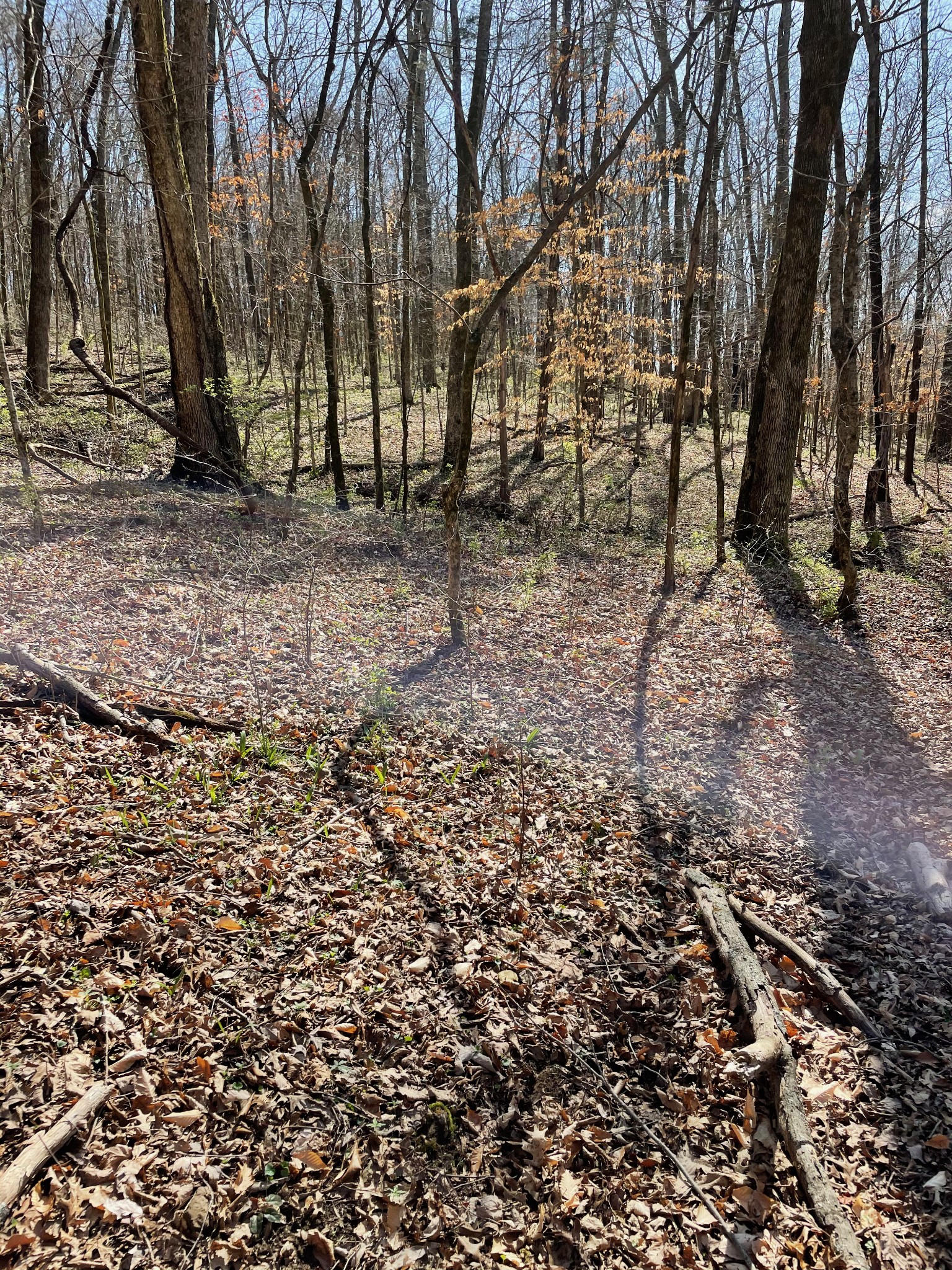 2057 Hillsboro Road Franklin, TN 37069 - Photo 17 of 27 a backyard of a house with lots of green space