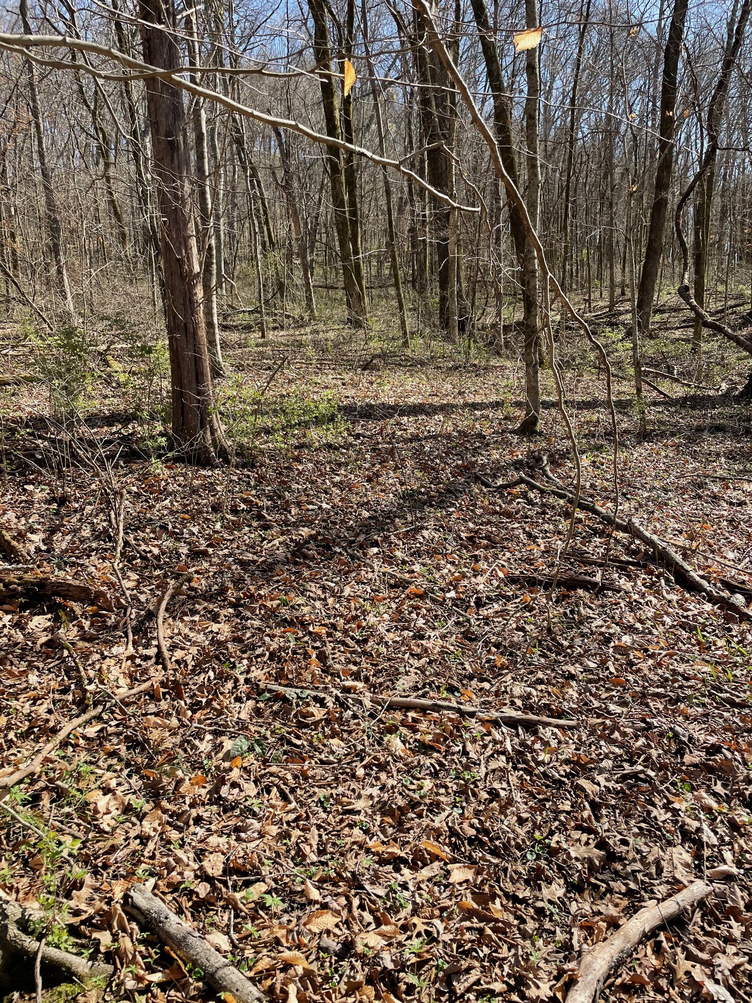 2057 Hillsboro Road Franklin, TN 37069 - Photo 18 of 27 a view of a yard with wooden fence