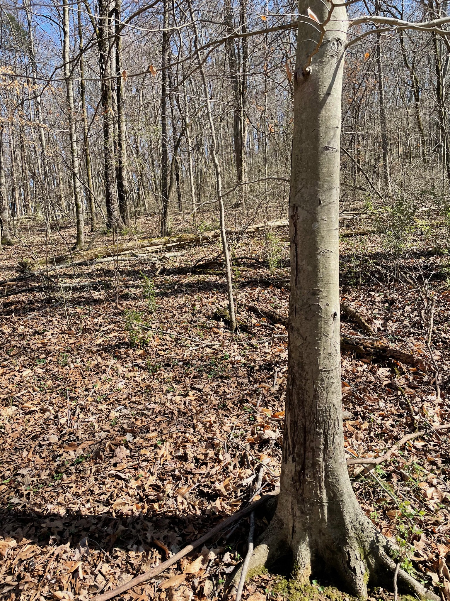 2057 Hillsboro Road Franklin, TN 37069 - Photo 19 of 27 a view of a backyard of the house