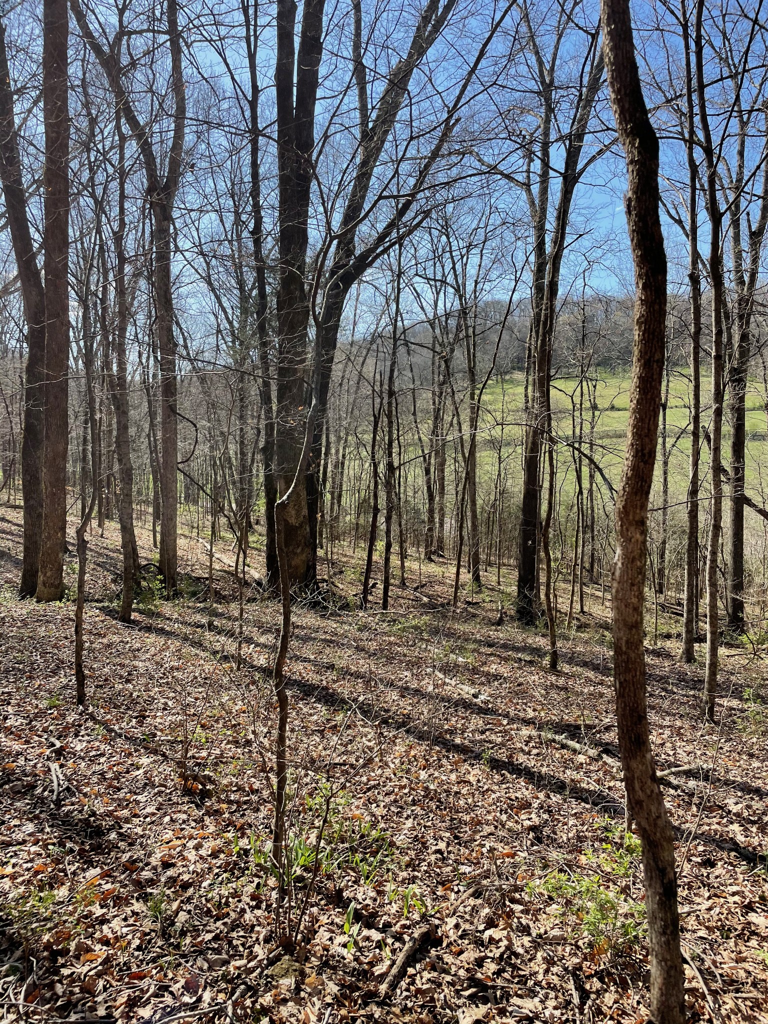 2057 Hillsboro Road Franklin, TN 37069 - Photo 22 of 27 a view of a yard with a tree