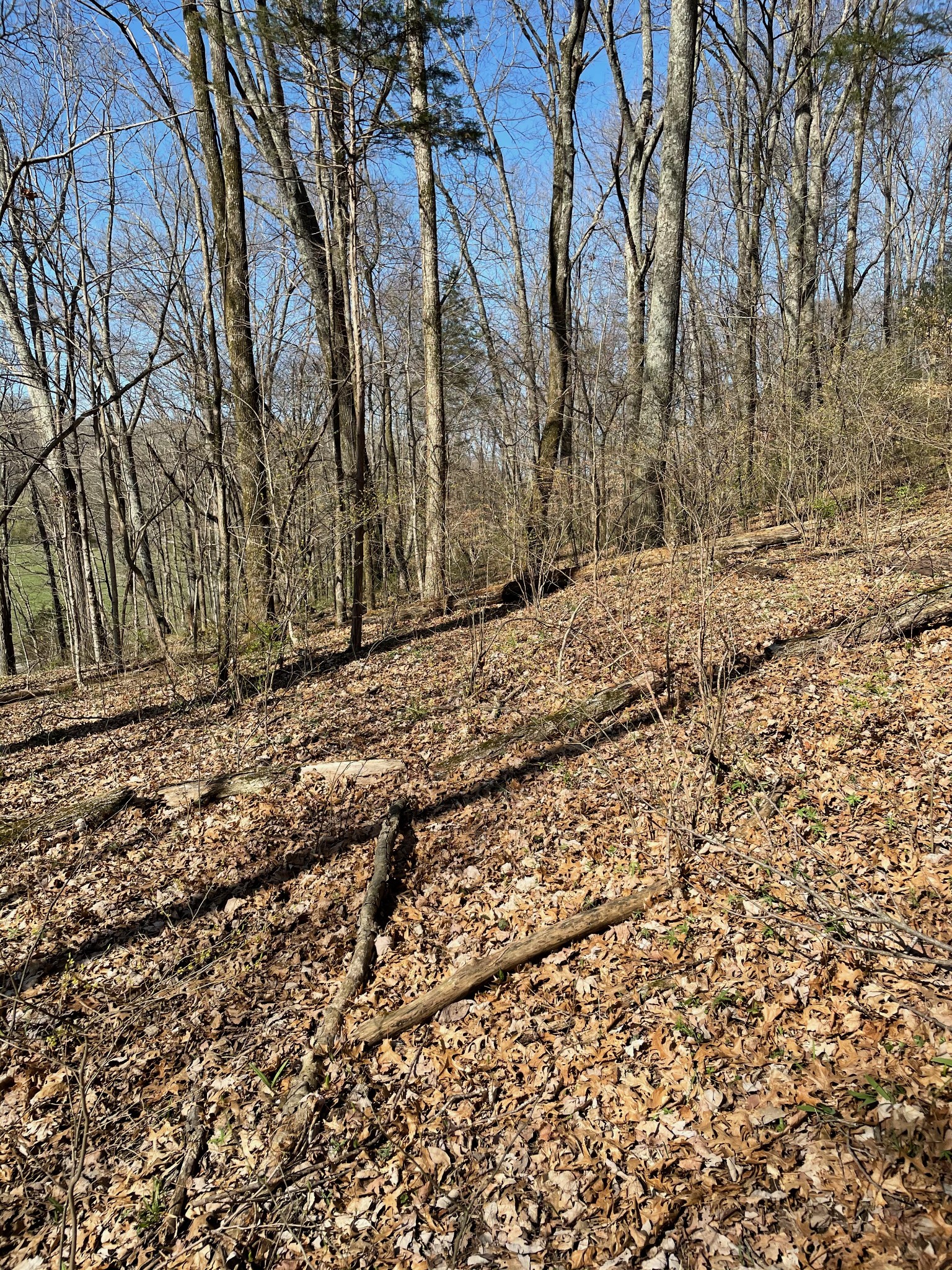2057 Hillsboro Road Franklin, TN 37069 - Photo 24 of 27 a view of a yard with trees
