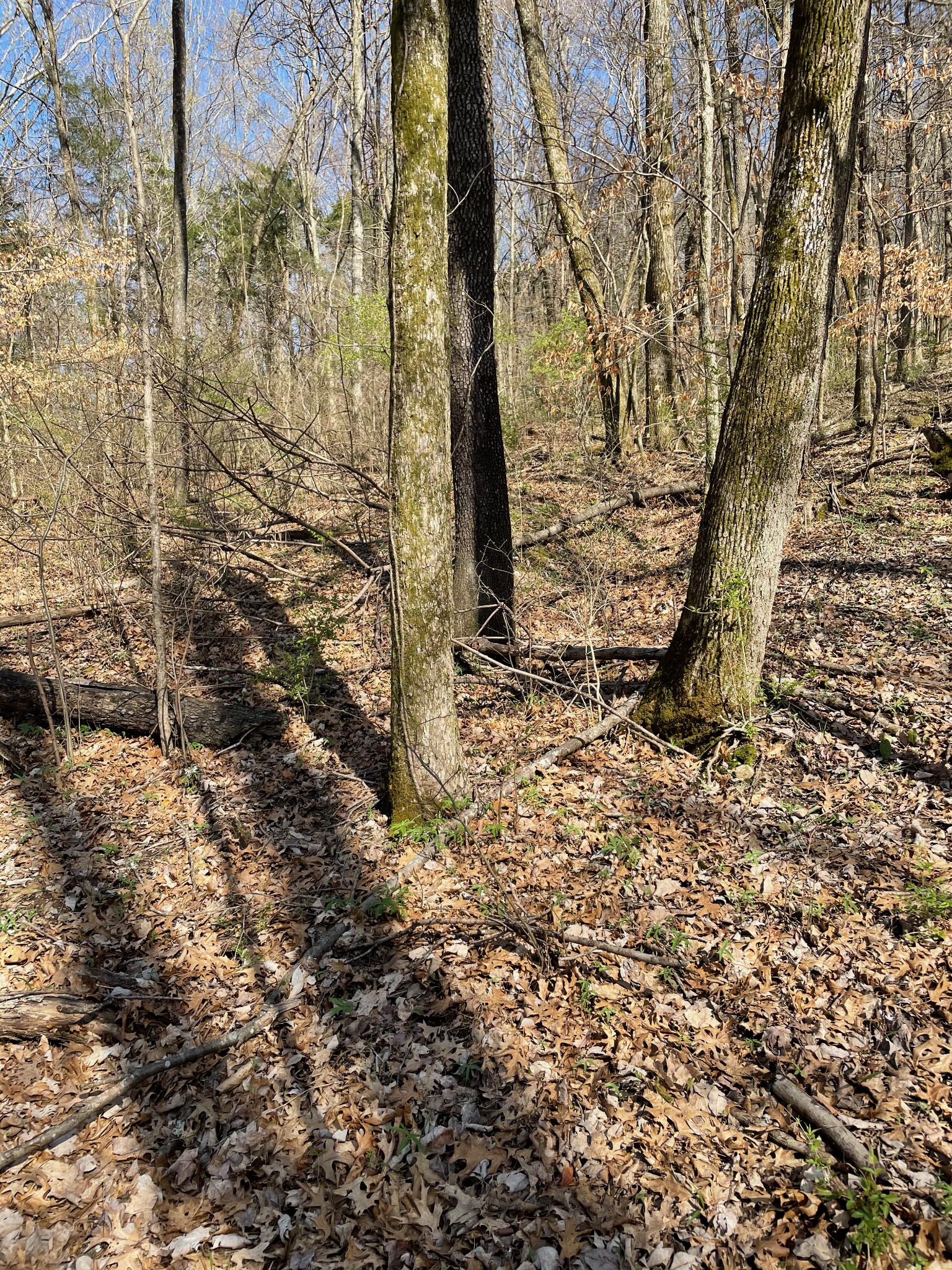 2057 Hillsboro Road Franklin, TN 37069 - Photo 26 of 27 a view of a yard with wooden fence