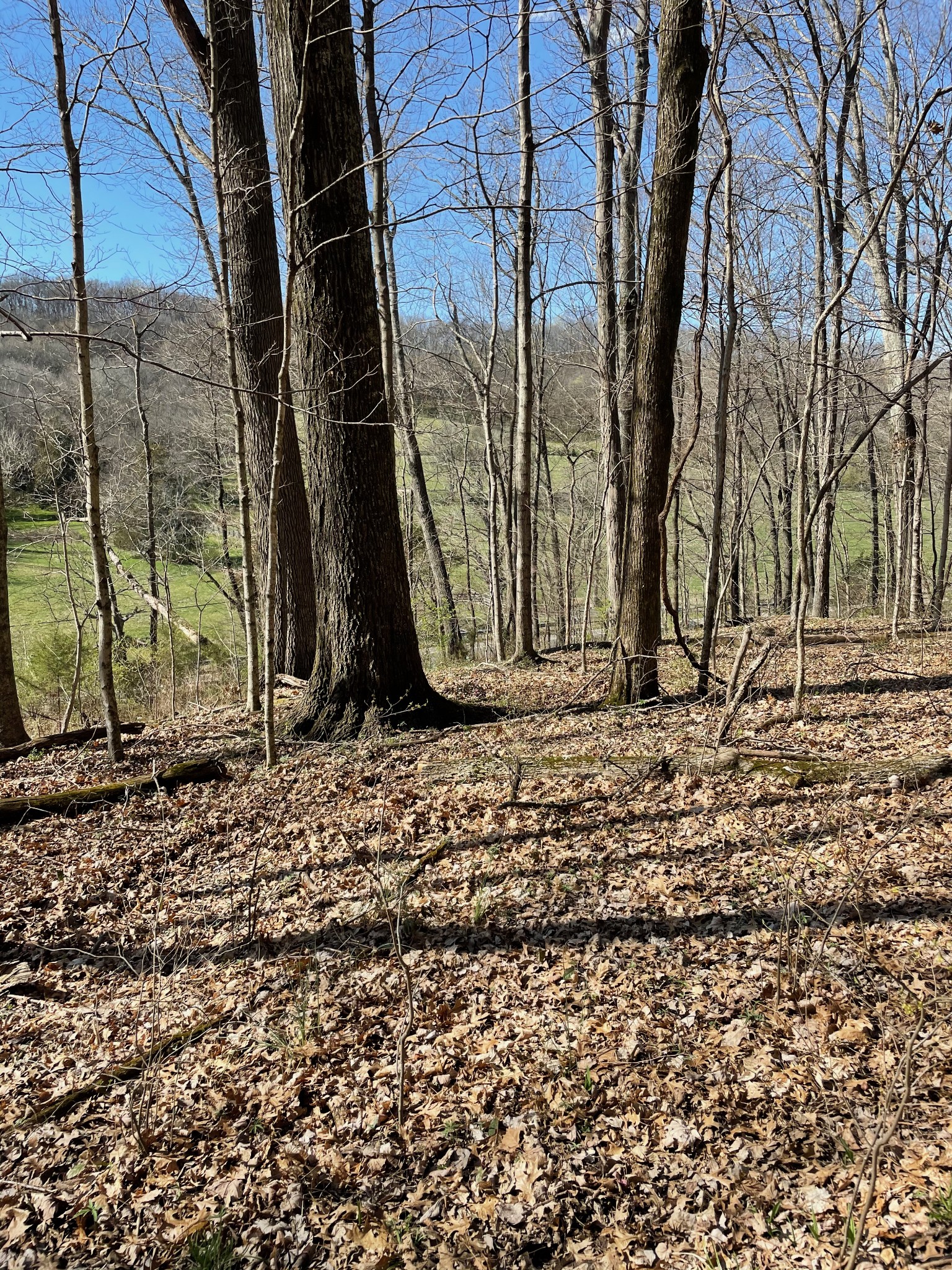 2057 Hillsboro Road Franklin, TN 37069 - Photo 27 of 27 a view of a backyard with a tree