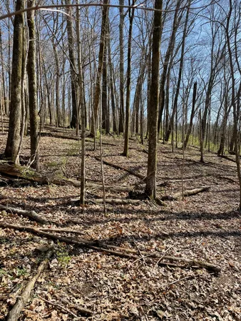 a view of a backyard with trees