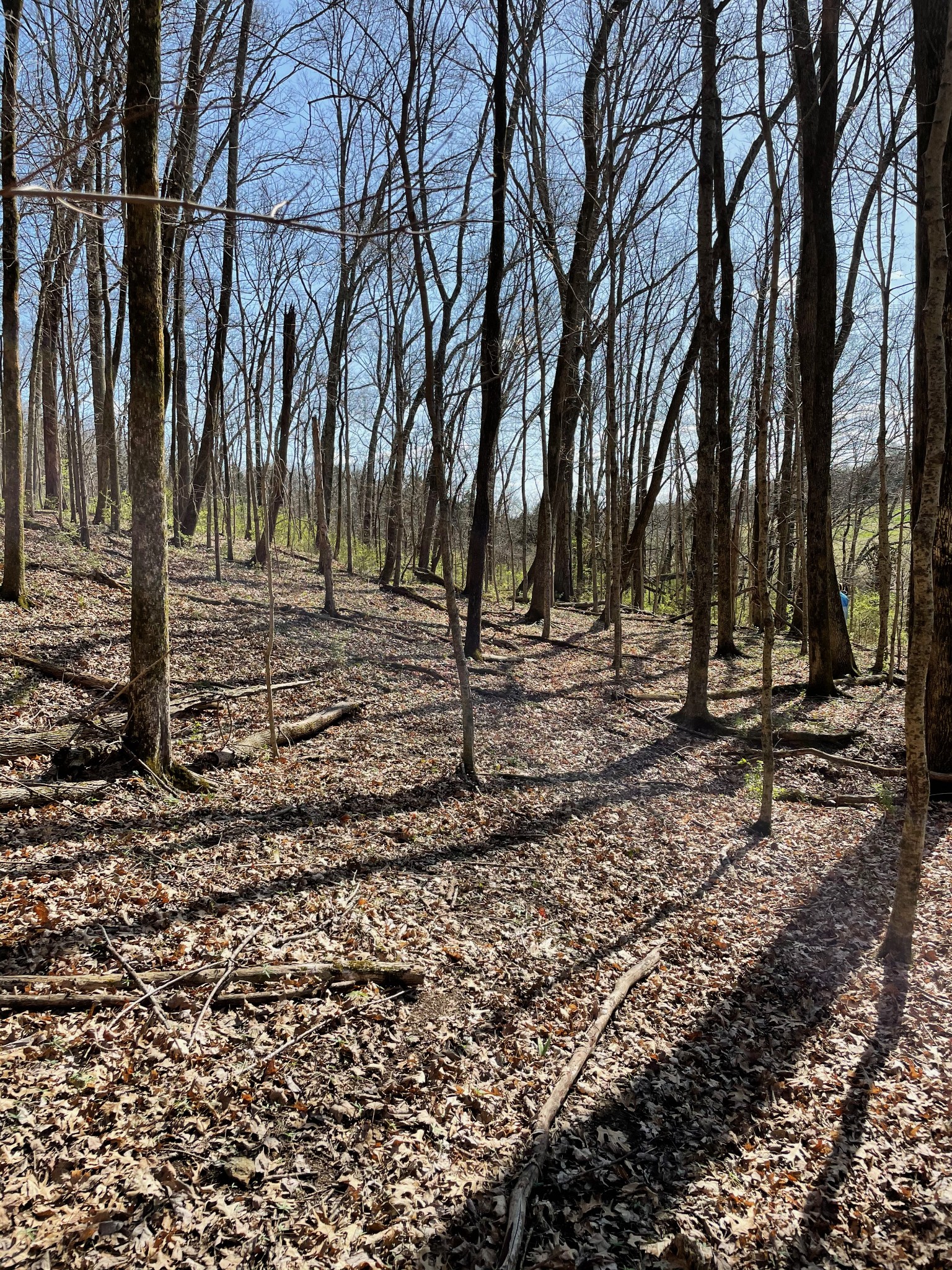 2057 Hillsboro Road Franklin, TN 37069 - Photo 4 of 27 a view of outdoor space with trees