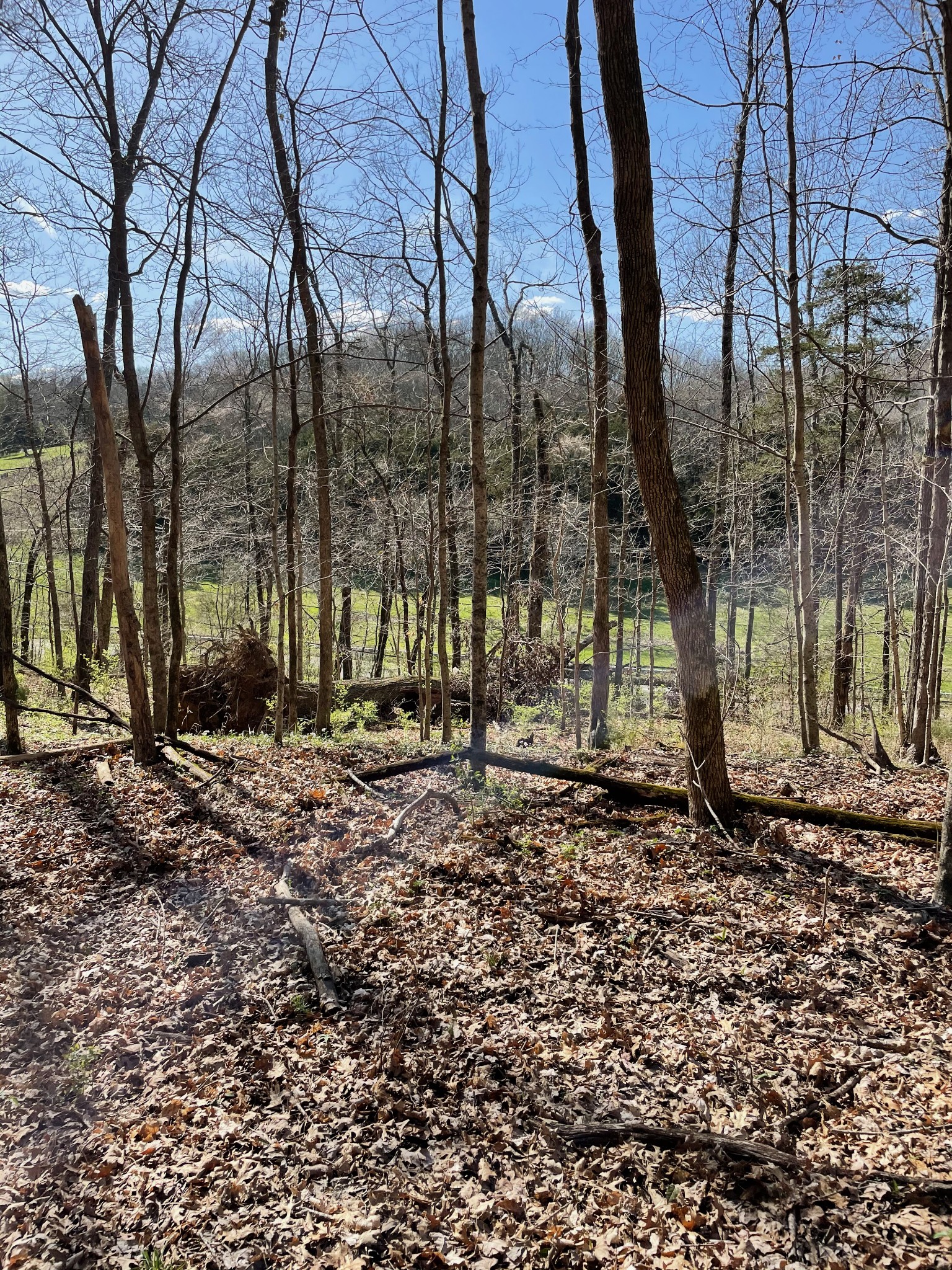 2057 Hillsboro Road Franklin, TN 37069 - Photo 5 of 27 a view of a backyard with large trees