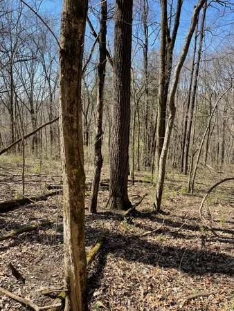 a view of a backyard with large trees