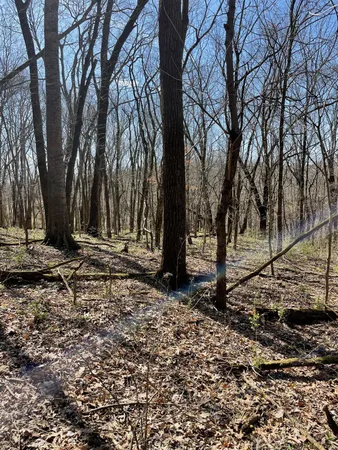 a view of yard with trees
