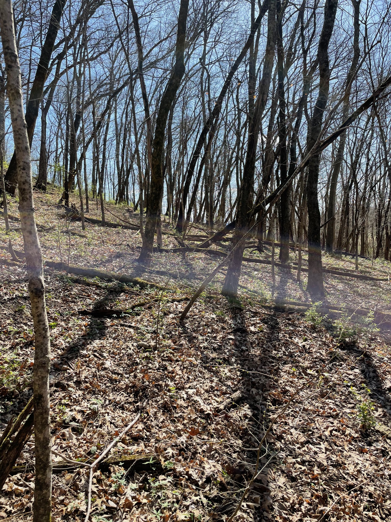 2057 Hillsboro Road Franklin, TN 37069 - Photo 9 of 27 a view of yard with trees