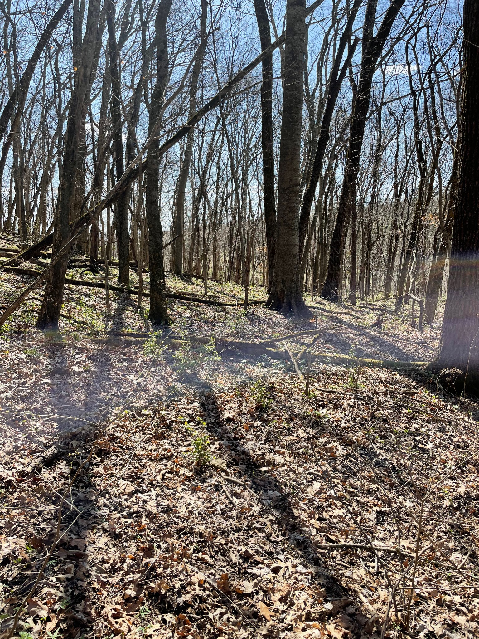 2057 Hillsboro Road Franklin, TN 37069 - Photo 10 of 27 a view of a yard with a tree