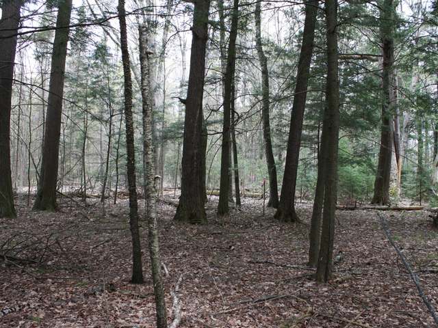 1-2 Everett Road, Unit LOTS Eagle River, WI 54521 - Photo 6 of 20 Gallery Image 6