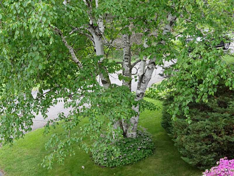 369 Main Road North Hampden, ME 04444 - Photo 35 of 35 Yard/Garden.