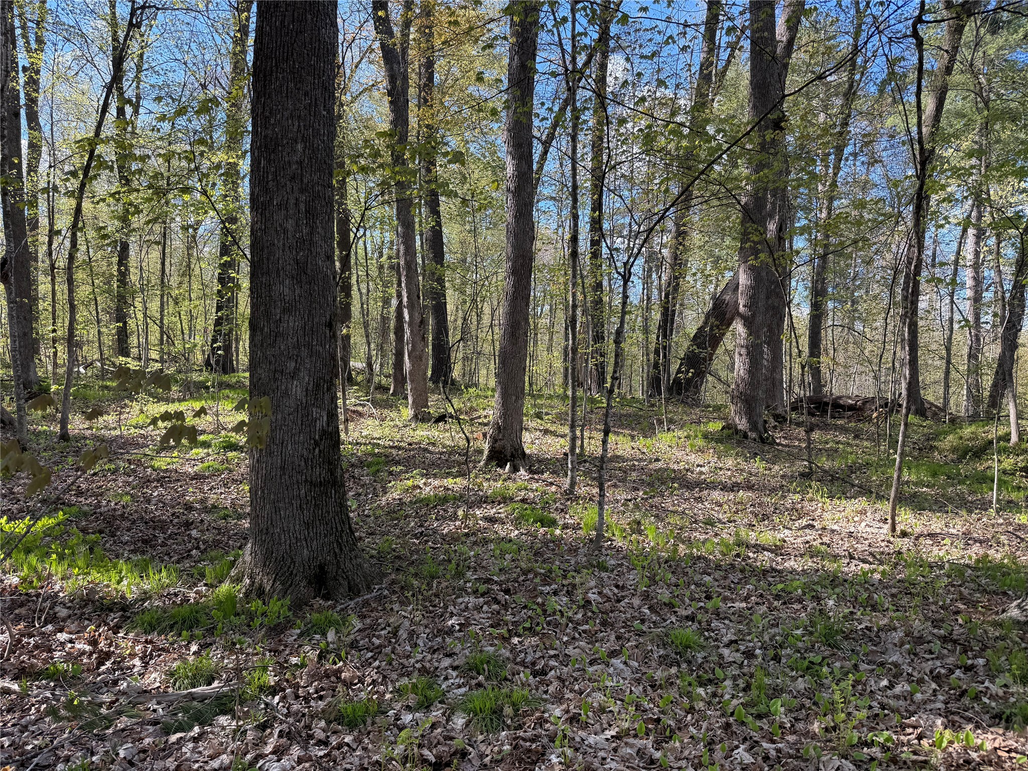 W2373 Blackhawk Road Sarona, WI 54870 - Photo 1 of 14