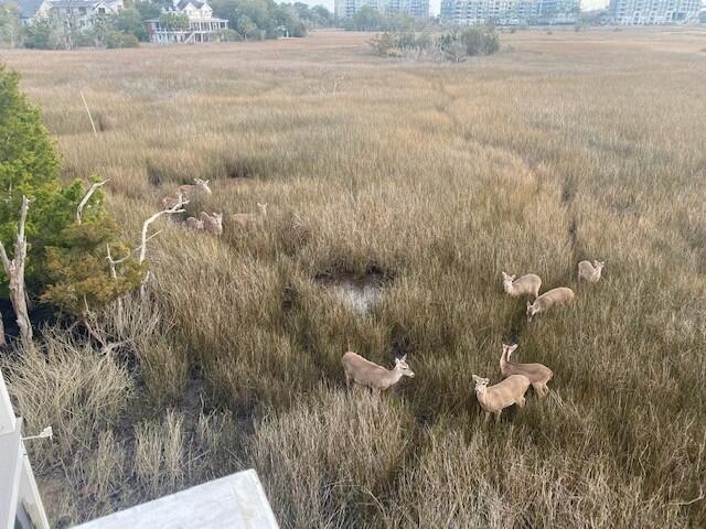 187 Harbour Watch Way Mount Pleasant, SC 29464 - Photo 8 of 67 Deer Gathering