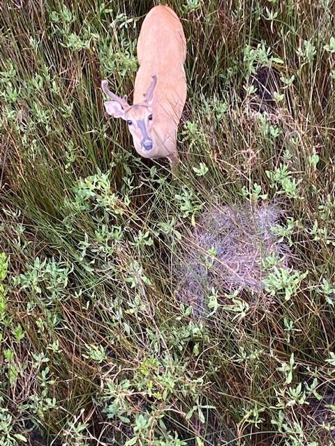 187 Harbour Watch Way Mount Pleasant, SC 29464 - Photo 9 of 67 Big Buck