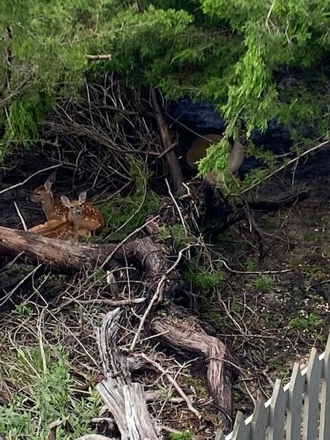 187 Harbour Watch Way Mount Pleasant, SC 29464 - Photo 10 of 67 Baby Deer (Nap Area)