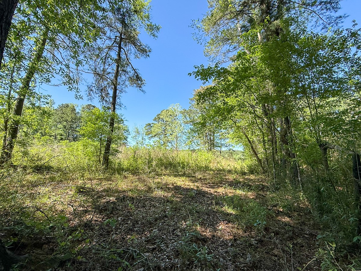 Tbd Flat Road Bronson, TX 75930 - Photo 2 of 9 a view of a yard with plants and a large tree