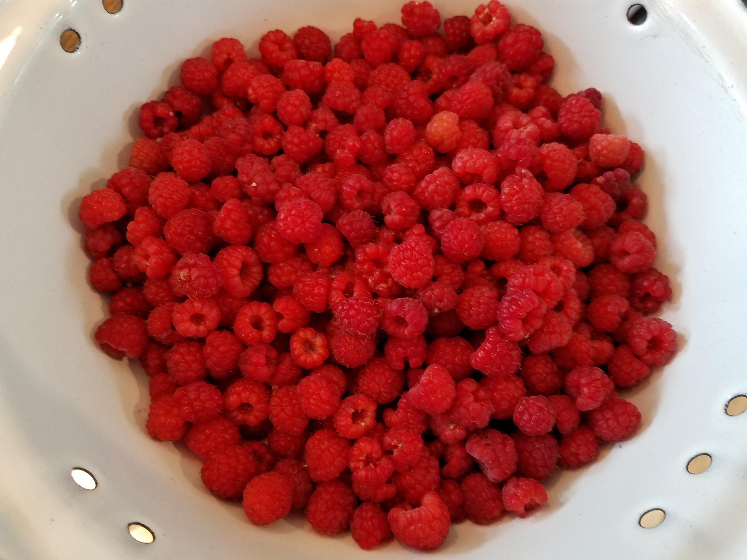 487 Airline Road Ellsworth, ME 04605 - Photo 40 of 61 Rasberries