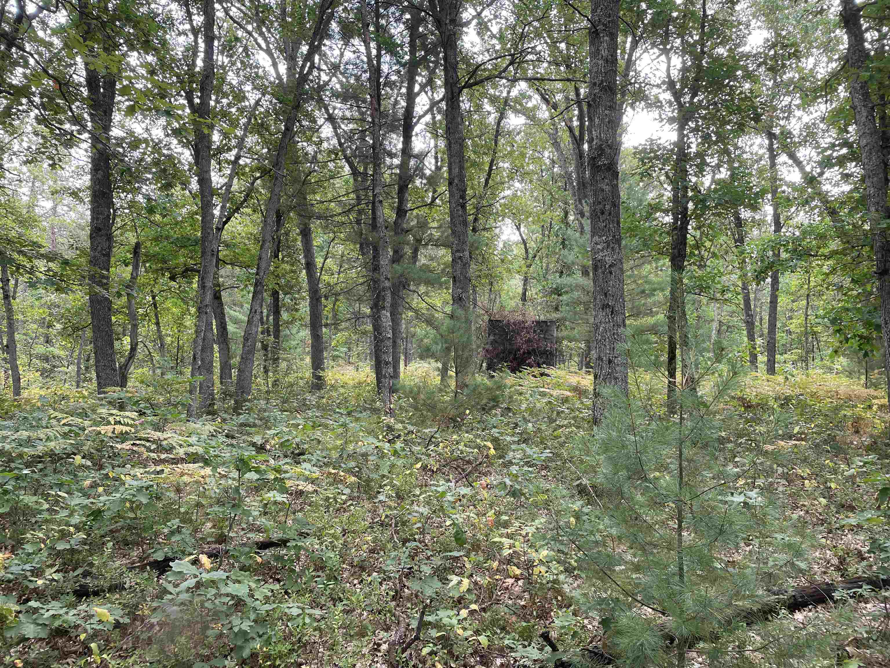 0 Koenig Road, Unit FREESOIL TOWNSHIP Free Soil, MI 49411 - Photo 8 of 11