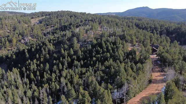 a view of a forest with a mountain in the background