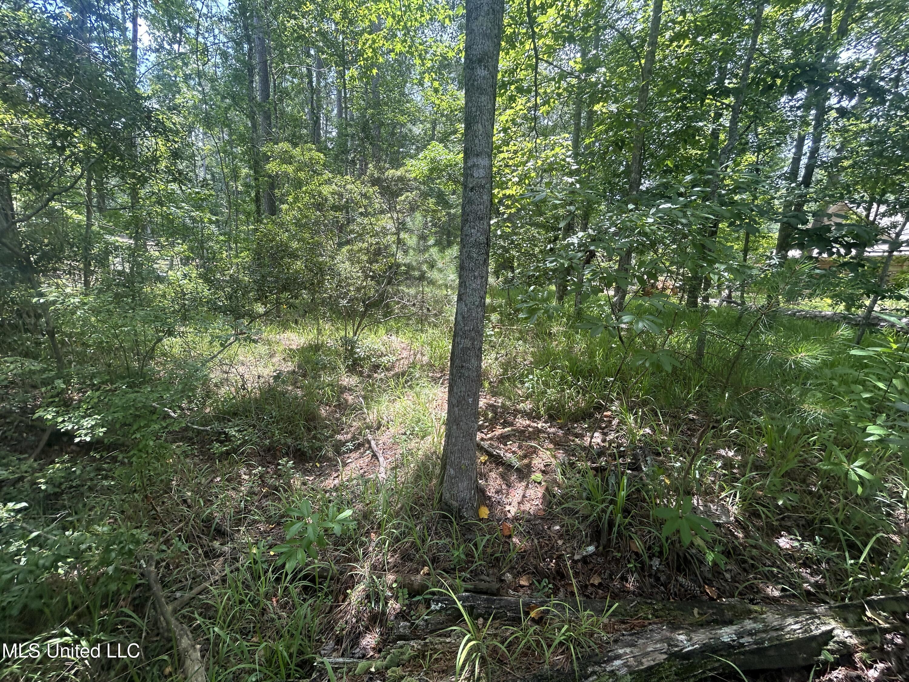 0 Pine Tree Road Pachuta, MS 39347 - Photo 3 of 6 IMG_9413