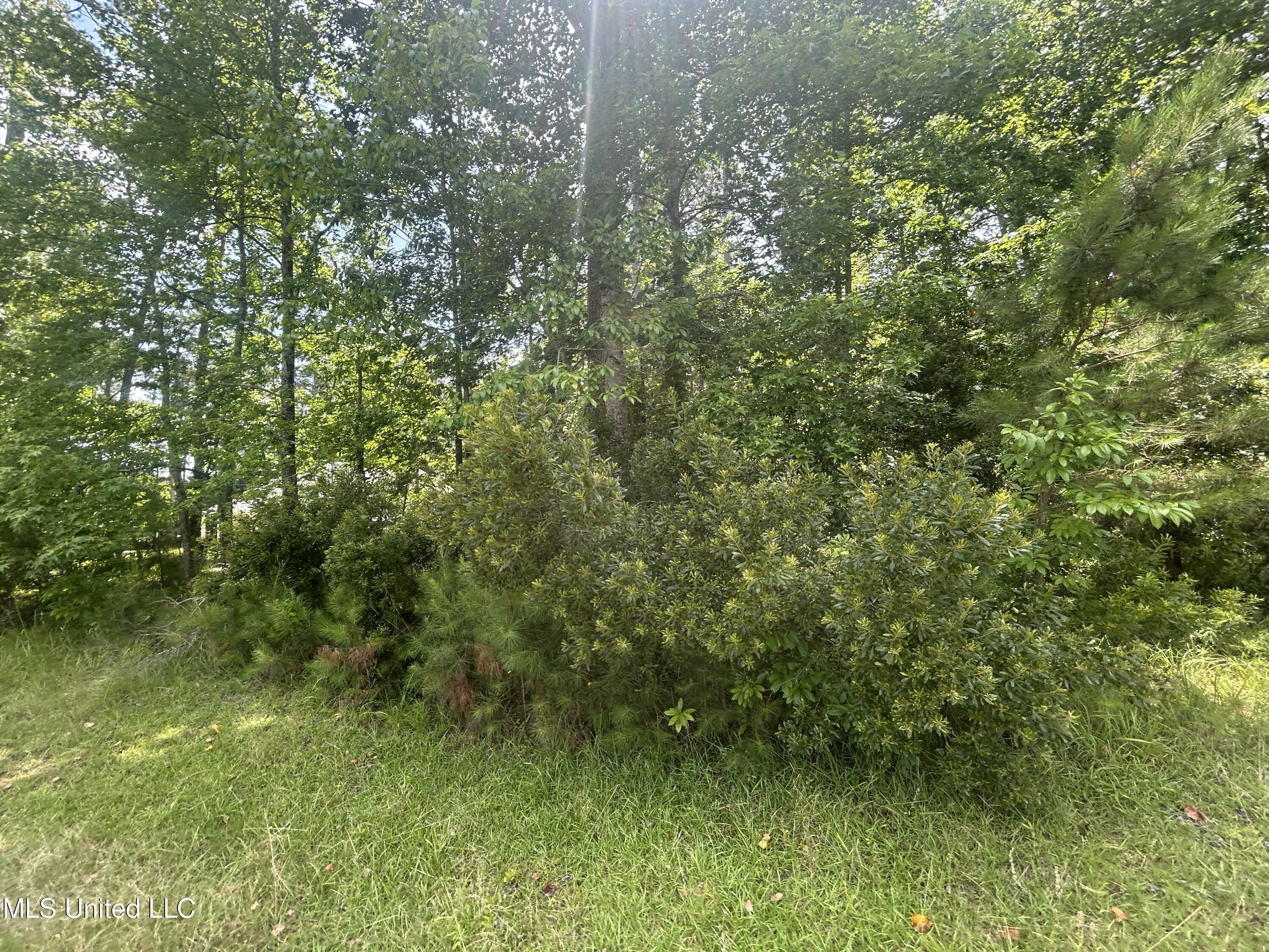 0 Pine Tree Road Pachuta, MS 39347 - Photo 6 of 6 IMG_9410