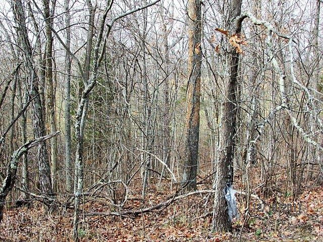 1 Ogden Ridge Road Mount Olivet, KY 41064 - Photo 6 of 12 Photo 6
