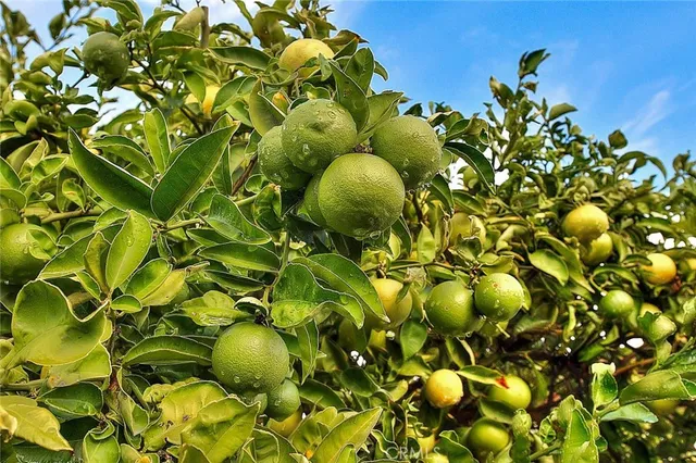 a kitchen with stainless steel appliances granite countertop a sink and a stove next to a large window
