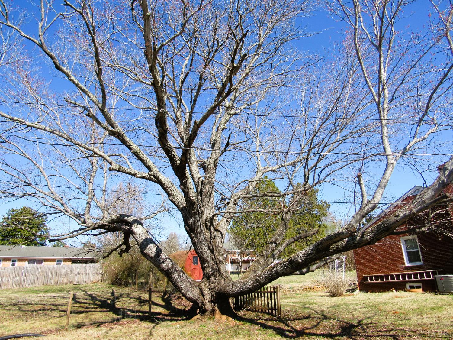 144 Maple Lane Amherst, VA 24521 - Photo 28 of 29 a picture of trees