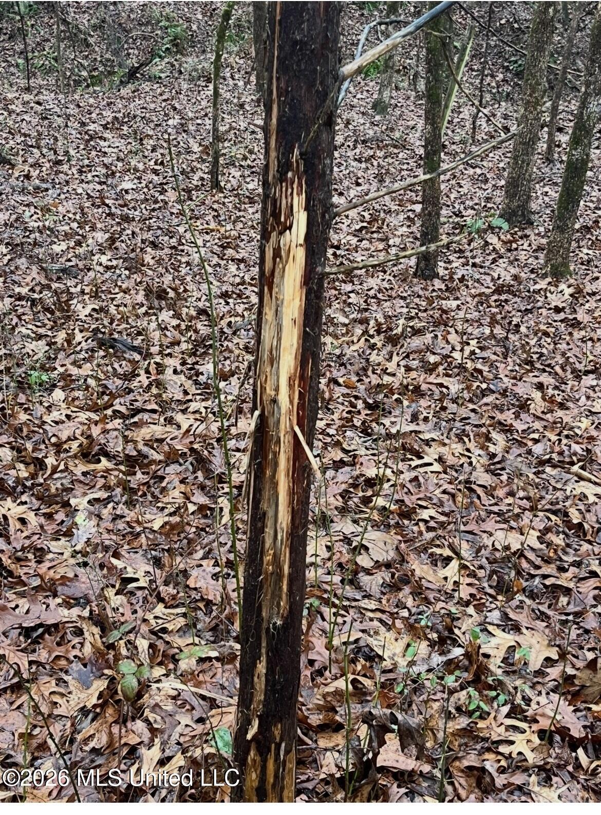 1200 Pottery Road Michigan City, MS 38647 - Photo 14 of 43 IMG_4478