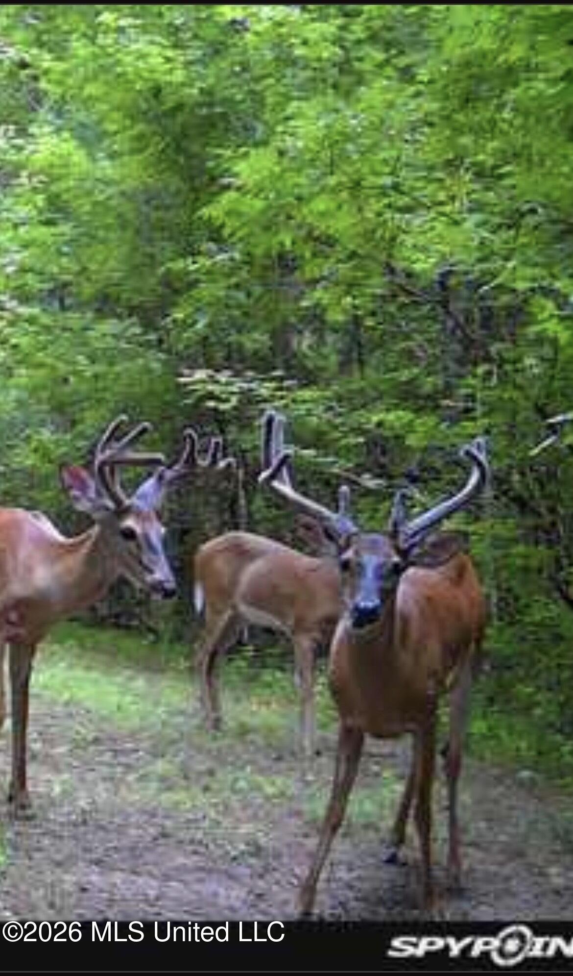 1200 Pottery Road Michigan City, MS 38647 - Photo 15 of 43 IMG_4480