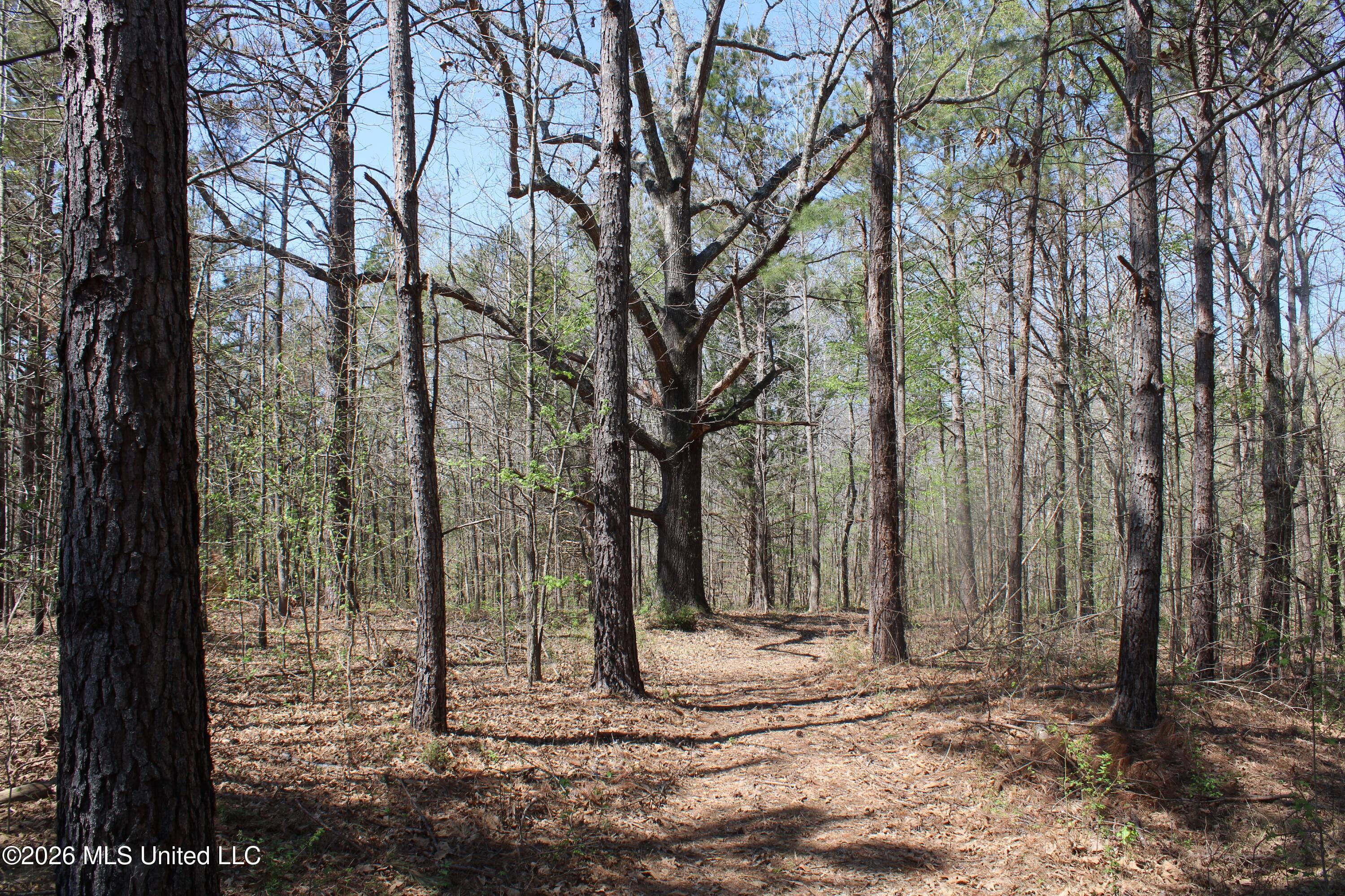 1200 Pottery Road Michigan City, MS 38647 - Photo 20 of 43 IMG_7616
