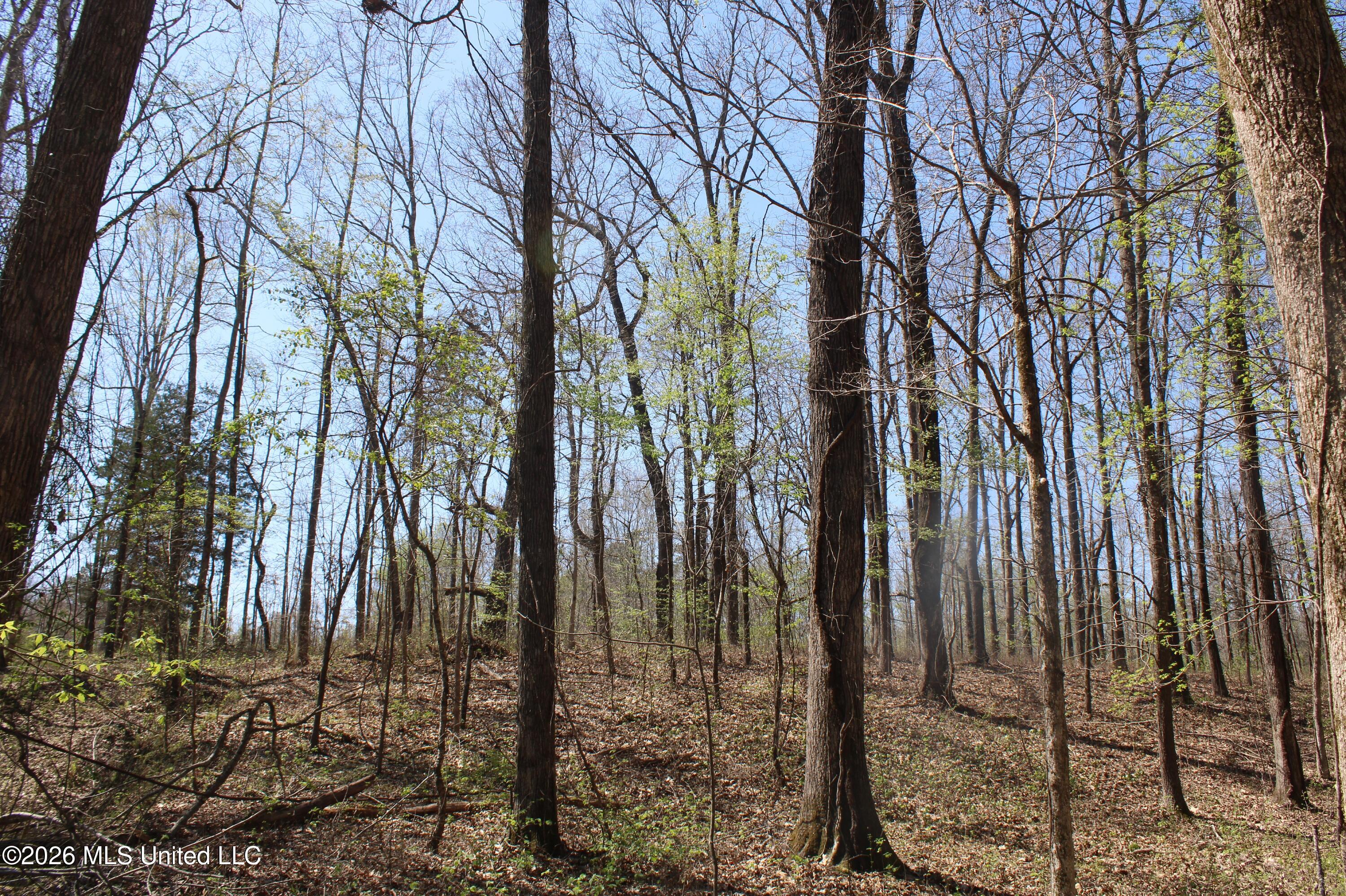 1200 Pottery Road Michigan City, MS 38647 - Photo 24 of 43 IMG_7620