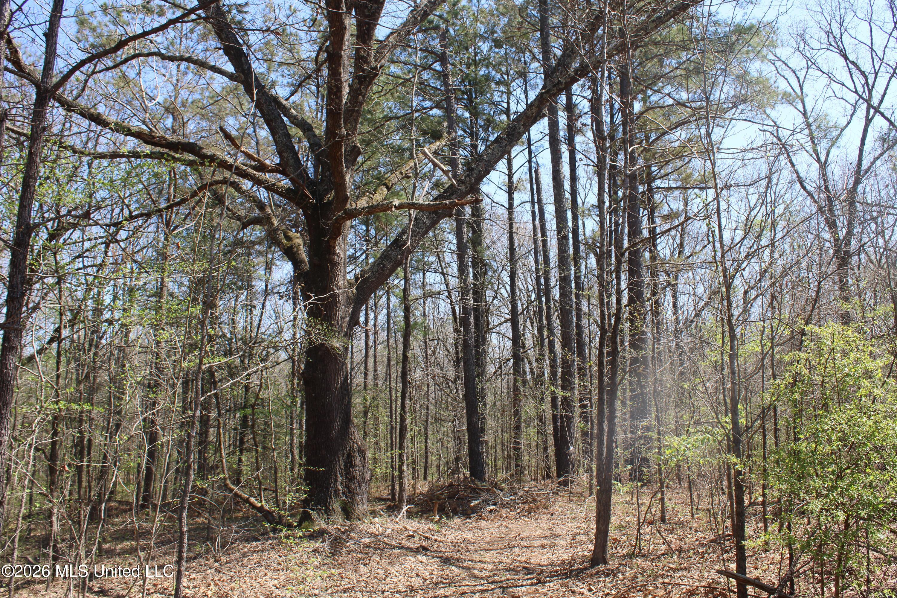 1200 Pottery Road Michigan City, MS 38647 - Photo 36 of 43 IMG_7632