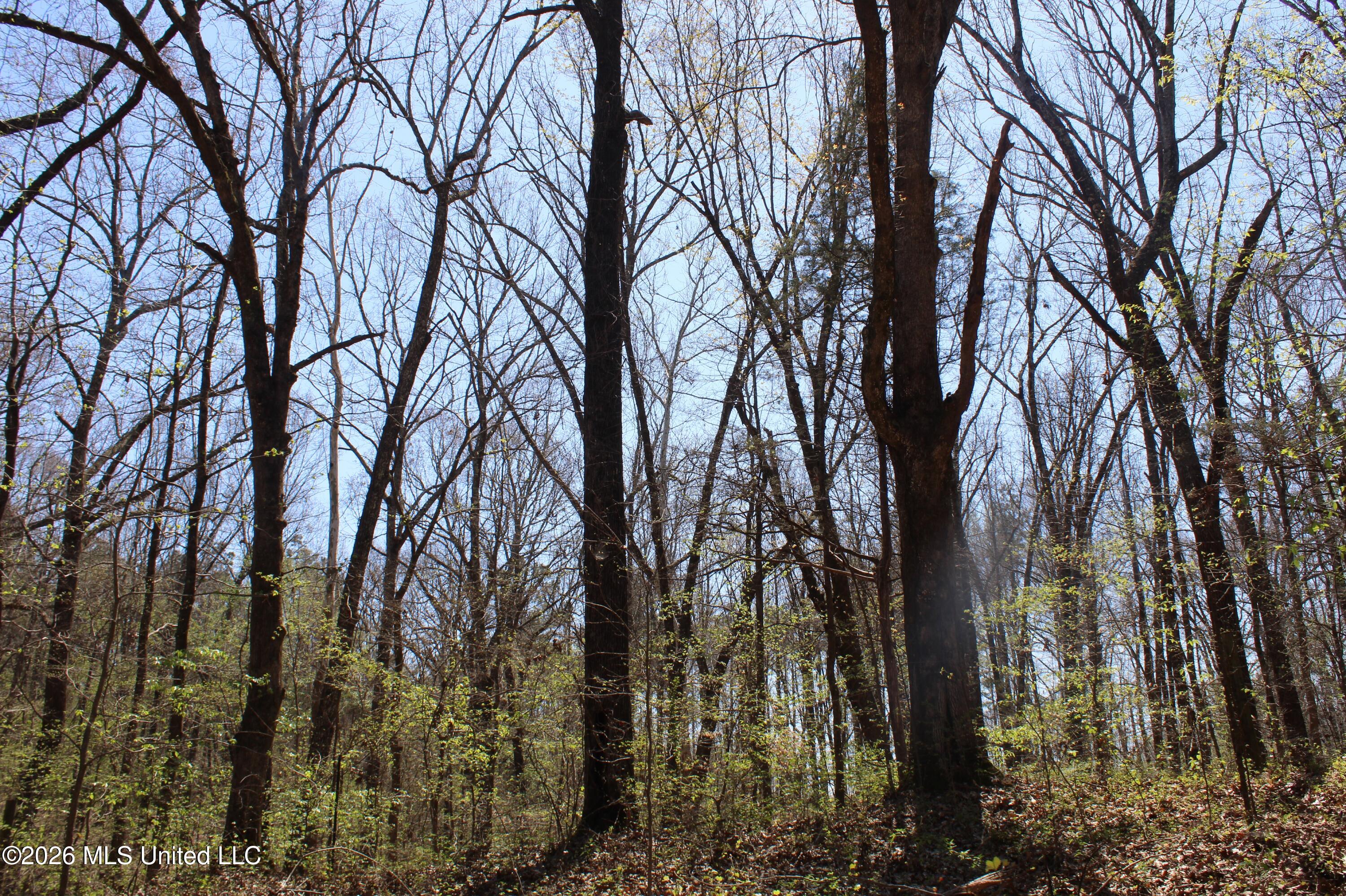 1200 Pottery Road Michigan City, MS 38647 - Photo 38 of 43 IMG_7634