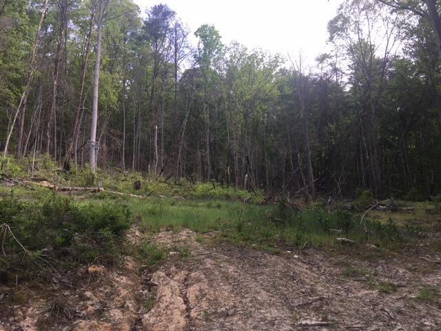 Lot 21 Speedwell Road Bulls Gap, TN 37711 - Photo 2 of 10 20180505095638515142000000-o