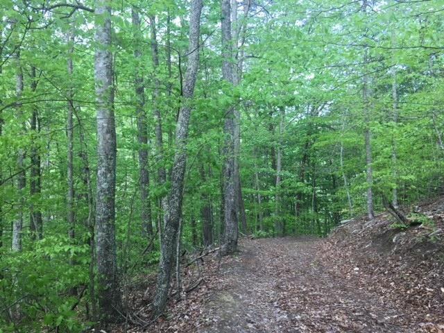 Lot 21 Speedwell Road Bulls Gap, TN 37711 - Photo 8 of 10 20180505095658969487000000-o