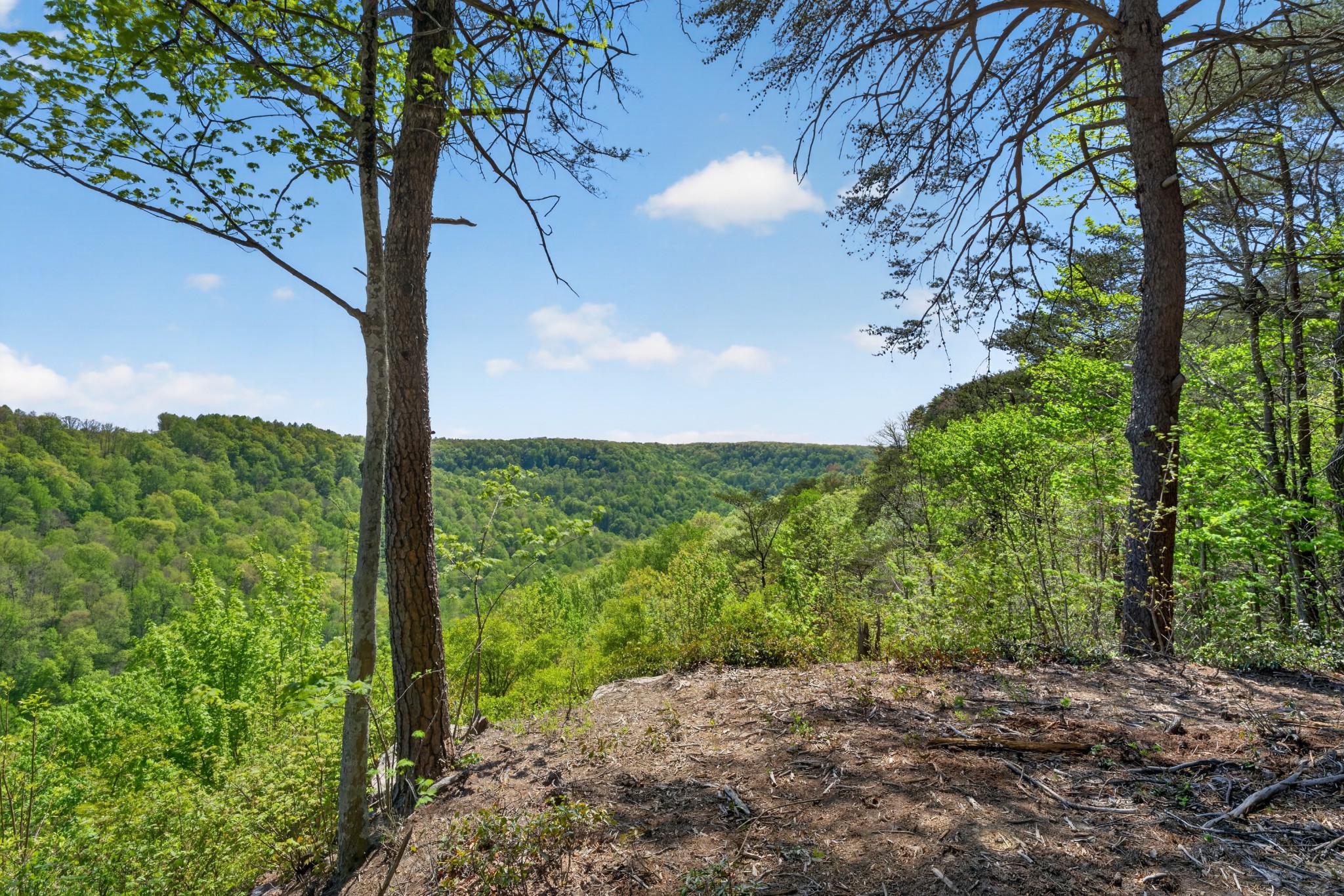 2076 Timberwood Trace Monteagle, TN 37356 - Photo 1 of 23 a view of a yard