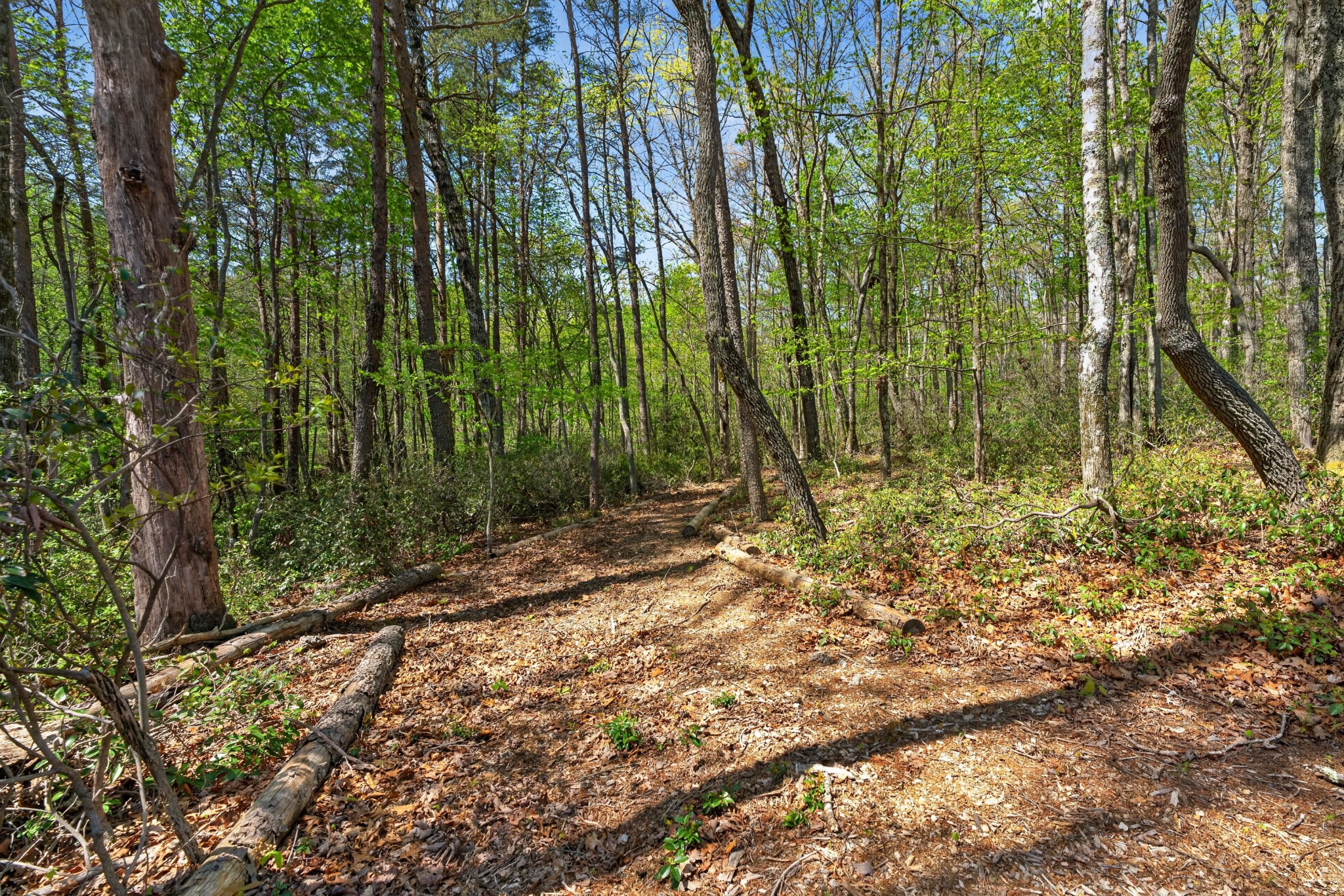 2076 Timberwood Trace Monteagle, TN 37356 - Photo 8 of 23 a view of backyard with green space