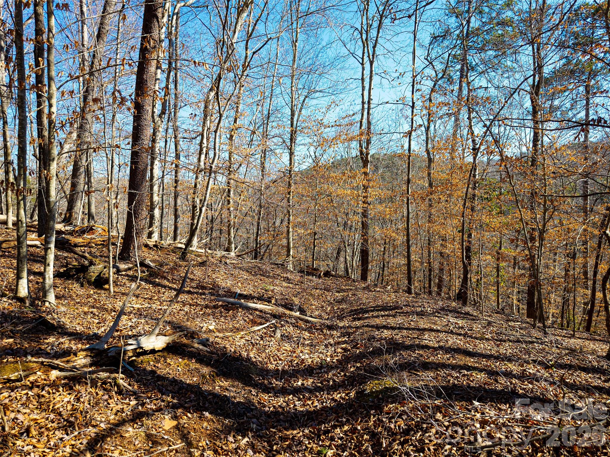 Tbd Rondo Ridge Road Tryon, NC 28782 - Photo 13 of 21 a view of a yard with trees