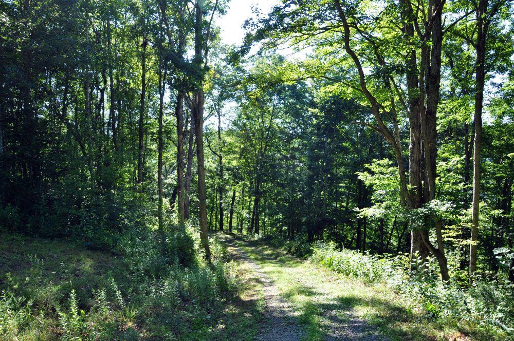 Cox Branch Road Meadow Bridge, WV 25976 - Photo 13 of 19 Gallery Image 13