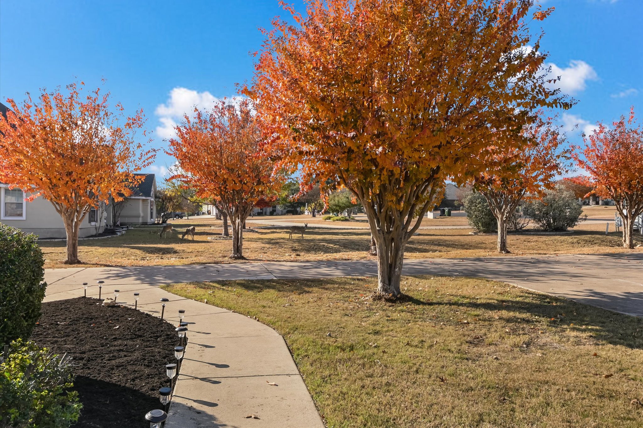 117 View Drive Georgetown, TX 78628 - Photo 3 of 40 View of green lawn featuring a driveway lined with Crepe Myrtles for Fall color and Spring/Summer flowers.