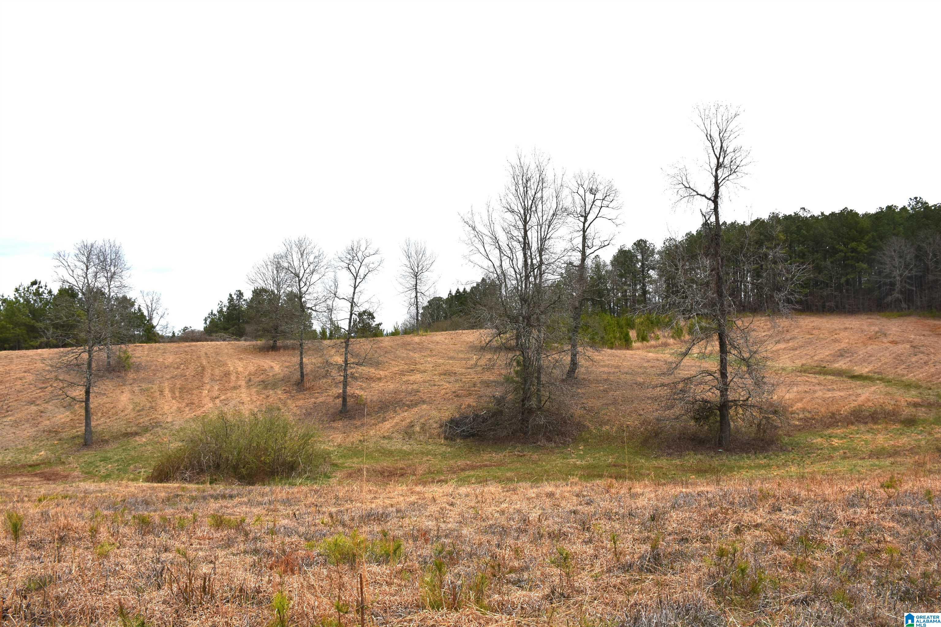 0 Grist Mill Road Alpine, AL 35014 - Photo 7 of 10