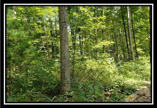 0 Pedigo Ridge Road, Unit TRACT 1) New Marshfield, OH 45766 - Photo 73 of 78 image073