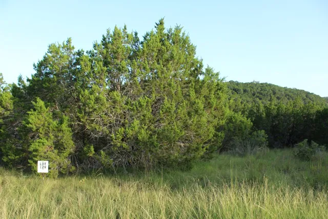 a view of a lush green forest next to a lake