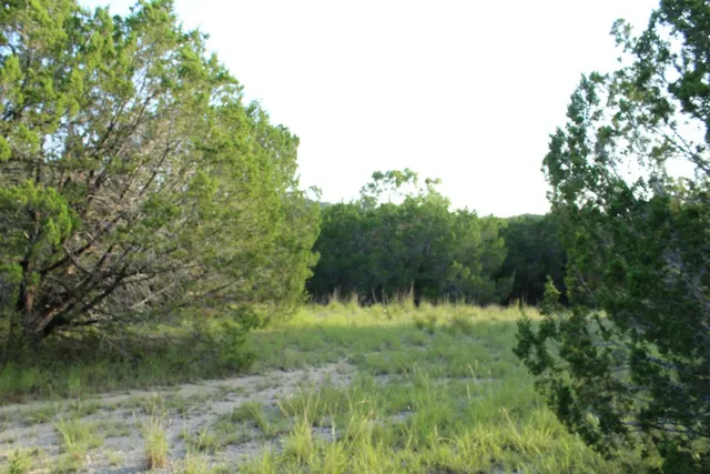 a view of a lush green forest with lots of trees