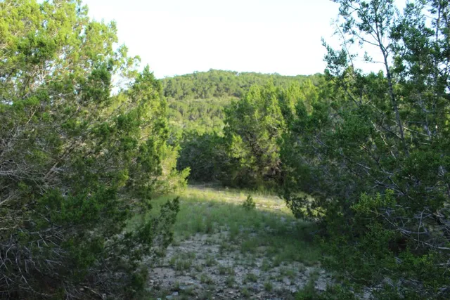 a view of a lush green forest with trees and some trees