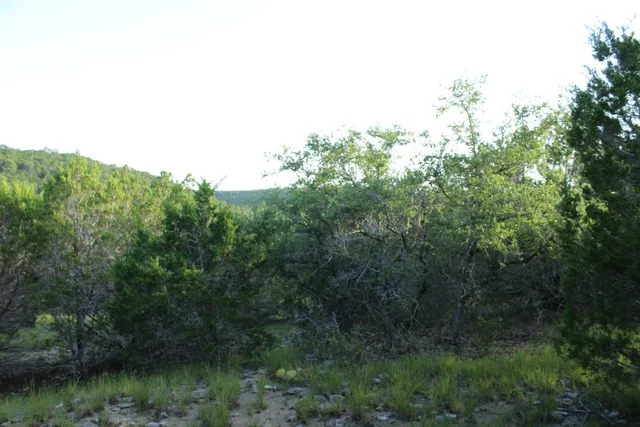 a view of a lake in middle of forest