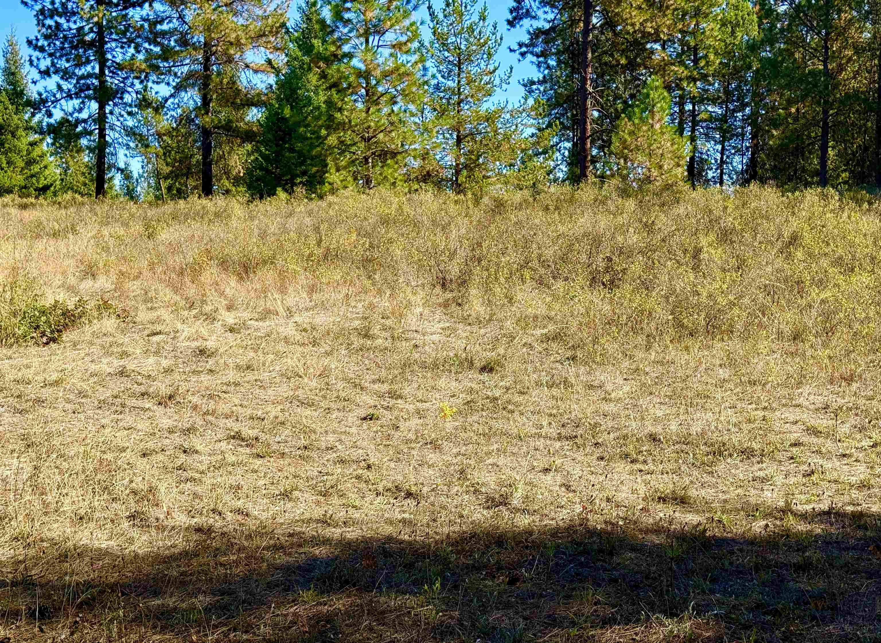 3961 Highway 231 Springdale, WA 99173 - Photo 13 of 46